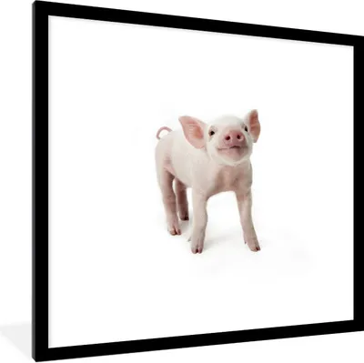 Produktbild von MuchoWow® Gerahmtes Poster Schwein - Tiere - Weiß 40x40 cm - Poster mit Schwarzem Bilderrahmen Wandposter Rahmen Foto Bilder - Poster - Plakat im Rahmen