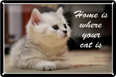 Produktbild von Blechschild Spruch 30x20cm Katze Home is where your cat