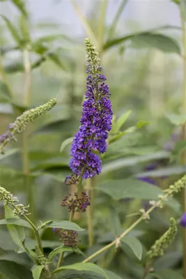 Produktbild von Buddleja davidii 'Empire Blue', Schmetterlingsflieder, blau, 40–60 cm