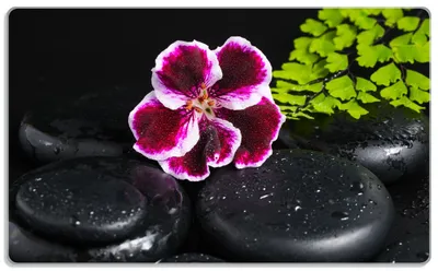 Produktbild von Wallario Frühstücksbrettchen aus Glas, je 14 x 23 cm, mit rutschfesten Füßen, Motiv Geranienblüte auf schwarzen Steinen, benetzt mit Wassertropfen