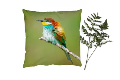Produktbild von MuchoWow® Zierkissen Sofakissen Wohnzimmer Dekokissen 50x50 cm Vogel - Tiere - Bienenfresser - Komfort - Sofakissen