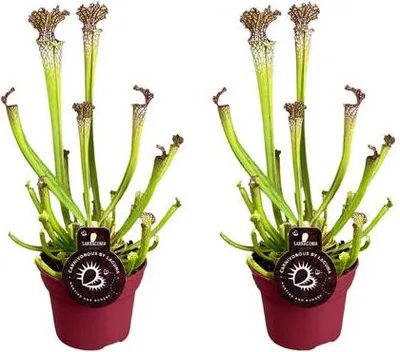 Immagine prodotto di Sarracenia farnhamii, 2 piante, Ø 12 cm, 40 cm, pianta carnivora da appartamento