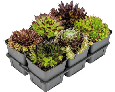 Obrázek produktu pro Netřesk FloraSelf Sempervivum květináč Ø 7 cm mix 6 ks