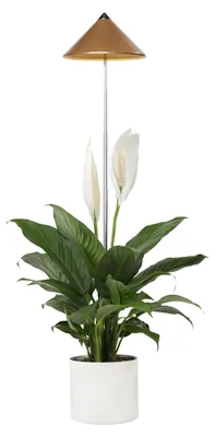 Immagine prodotto di Parus by Venso SUNLiTE 7W Lampada per piante a LED, per interni