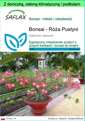 Zdjęcie produktu dla SAFLAX - Garden to go - Bonsai - Róża Pustyni - 8 Nasiona - Z doniczką, pokrywą klimatyczną i podłożem do uprawy - Adenium obesum