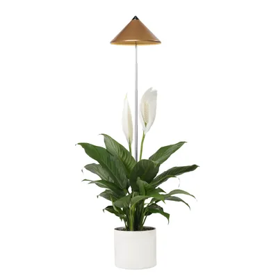 Produktbild von Parus by Venso SUNLiTE 7W LED Pflanzenlampe, Indoor