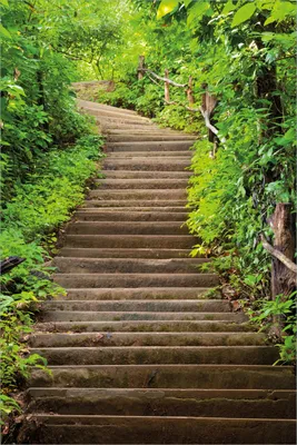 Produktbild von Wallario selbstklebendes Poster - Steintreppe im Wald, Größe: 61 x 91,50 cm