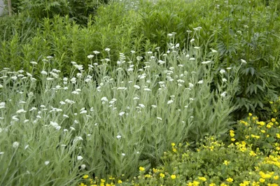 Zdjęcie produktu dla Achillea millefolium, krwawnik pospolity, doniczka ok. 9x9 cm, wytrzymała