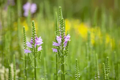 Produktbild von Physostegia virginiana 'Bouquet Rose', rosa, ca. 9x9 cm Topf