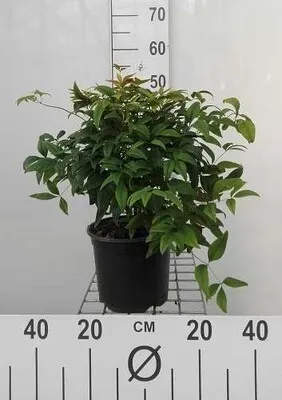 Image de Nandina dom. 'Firepower' - Bambou céleste Firepower 25- 30 cm - conteneur
