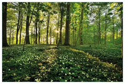 Produktbild von Wallario Küchenrückwand aus Glas, Größe: 90 x 60 cm, Motiv: Waldanemonen und Sonnenstrahlen im Wald | Spritzschutz | abwischbar | pflegeleicht | in