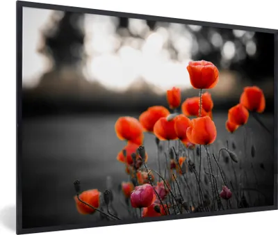 Produktbild von MuchoWow® MuchoWow® Gerahmtes Poster Rote Mohnblumen vor schwarzem und weißem Hintergrund 90x60 cm - Poster mit zchwarzem Bilderrahmen - Fotorahmen - Foto-Plakat