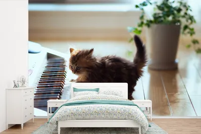 Produktbild von MuchoWow® Fototapete für Wohnzimmer oder Schlafzimmer Wandtapete Vinyl Motivtapete Katze - Tier - Kätzchen - 420x280 cm - Zimmer für Kinder