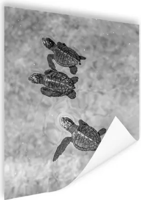Produktbild von MuchoWow® Poster Schildkröten schwarz-weiß Foto 90x120 cm - Wohnzimmer