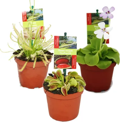 Zdjęcie produktu dla Zestaw startowy roslin miesozernych - 3 rosliny