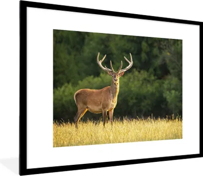Produktbild von MuchoWow® Gerahmtes Poster Hirsch - Geweih - Gras - Natur - Tiere - Grün 80x60 cm - Poster mit Schwarzem Bilderrahmen Wandposter Rahmen Foto Bilder - Schlafzimmer-Dekorationen - Fotoposter