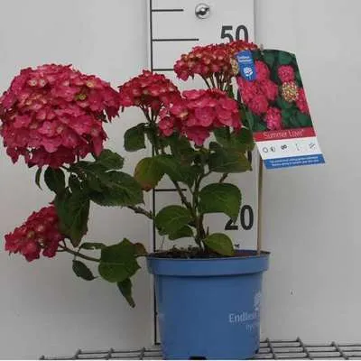 Immagine prodotto di Hydrangea macr. 'Endless Summer® Summer Love' - Ortensie in contenitore da 25-30 cm