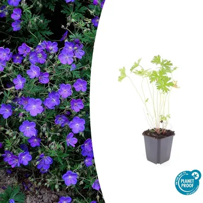 Image de Plante couvre-sol - Geranium - Geranium pratense 'Johnson's Blue' - Pot de 9 cm - Lot de 6 plantes