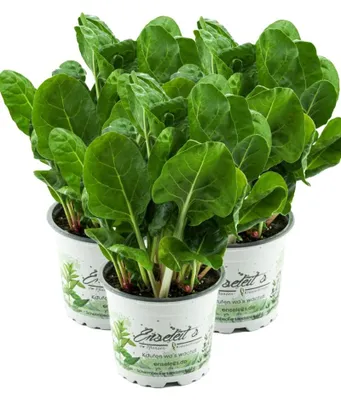 Produktbild von Enseleits 3er Set Mangold Pflanze, Marktfrische Pflanze aus Nachhaltigem Anbau!