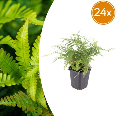 Zdjęcie produktu dla Zestaw Polystichum. 'Herrenhausen' | 24 szt. - 10-25cm - Ø9cm - Roślina ogrodowa