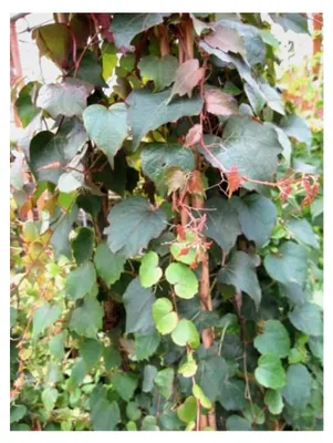 Produktbild von Dreilappige Jungfernrebe - Parthenocissus tricuspidata Veitchii 60-100 cm