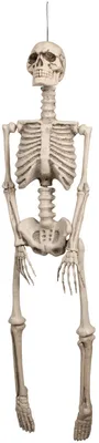 Produktbild von Deko-Skelett Halloweendeko zum Aufhängen beige 95x21cm