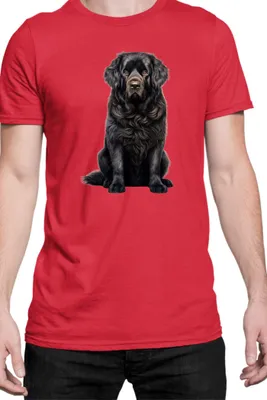 Immagine prodotto di Maglietta da uomo Dogs Breeds Newfoundland Dog Breed 006, Man M , Rouge