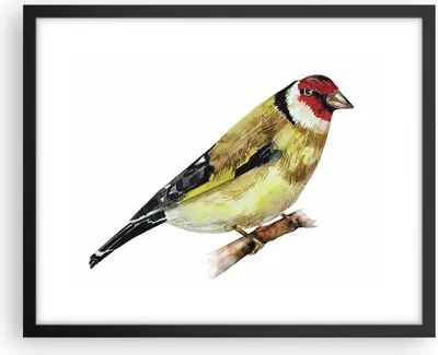 Produktbild von Gerahmtes Poster - Schwarzer Rahmen - Stieglitz Vogel Aquarell - 50x40 cm - Wand Bild - Wanddeko - Wandbilder - Wandposter - Bilderrahmen - Bilder - Kunstdruck - Wandbild - P2BAA50x40-4179