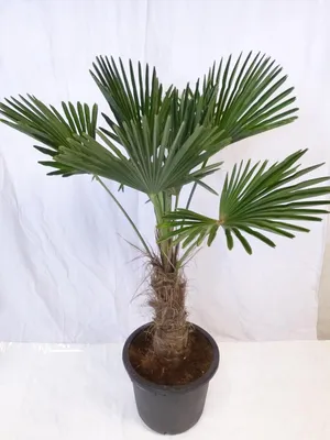 Produktbild von [Palmenlager]  XL Trachycarpus wagnerianus - Winterharte Palme 130/140 cm - Stamm 40/50 cm = Wagner Palme -19°C
