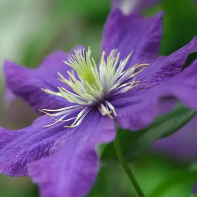 Immagine prodotto di 2 x  Clematide  - Clematis 'Rhapsody'  | 50-60 cm in vaso