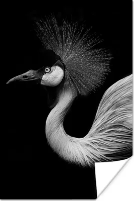 Produktbild von MuchoWow® Poster Kranich - Schwarz - Weiß - Vogel - Tiere 40x60 cm - Plakate für die Wand - Poster Babyzimmer