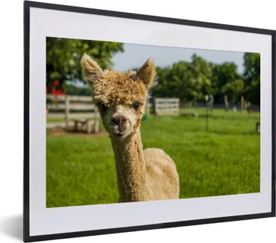 Produktbild von MuchoWow® MuchoWow® Gerahmtes Poster Baby - Alpaka - Gras 40x30 cm - Poster mit zchwarzem Bilderrahmen - Bilderrahmen - Poster im Rahmen