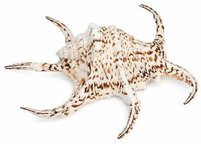 Produktbild von NaDeco Lambis chiragra 15-18 cm, Spinnenschnecke, Deko, Gereinigt und naturbelassen, Für Schale, Glas und maritime Dekoration