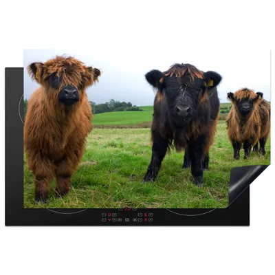 Produktbild von KitchenYeah© Herdabdeckplatte Schottische Highlander - Kühe - Natur - Grün - Gras , 81x52cm, Küche Deko, Glaskeramikkochfeld Herdabdeckung, Abdeckplatte fùr Kochfeld