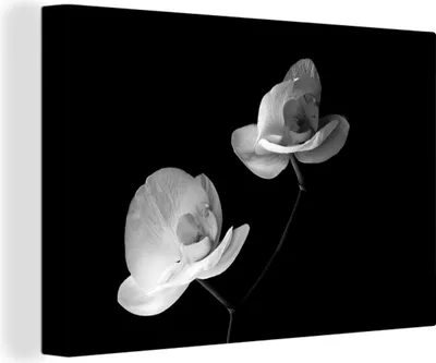 Zdjęcie produktu dla OneMillionCanvasses® - Obrazy na płótnie - 140x90 cm, Orchidea - Kwiaty - Czarny - Biały - Martwa natura, Dekoracja ścienna - Zdjęcie na płótnie - Obraz na drewnianej ramie