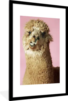 Produktbild von MuchoWow® MuchoWow® Gerahmtes Poster Nahaufnahme - Alpaka - Rosa 60x90 cm - Poster mit zchwarzem Bilderrahmen - Dekoration - Wandposter Wohnzimmer - Hochwertig