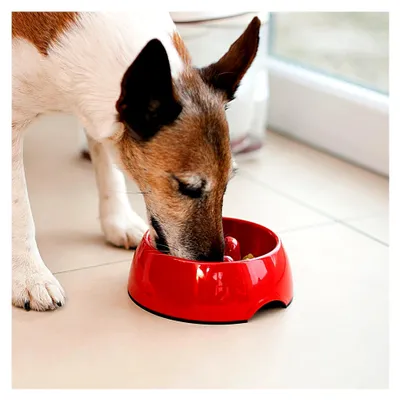 Produktbild von Futterschüsseln: 2er Set Anti-Schling-Napf für Hunde und Katzen, 300 ml