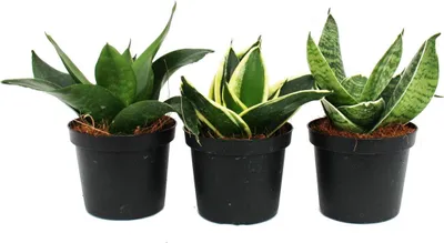Obrázok produktu pre Sansevieria trifaciata hahnii - 3 rôzne rastliny v 9 cm kvetiná?i. Rastliny v 9 cm kvetiná?i - konope lu?ivé, jazyk svokrin