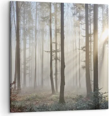 Produktbild von Bild auf Leinwand - Leinwandbild - Wald Baum Natur - 60x60cm - Wand Bild - Wanddeko - Wandbilder - Leinwanddruck - Bilder - Kunstdruck - Wanddekoration - Leinwand bilder - Wandkunst - AC60x60-3749