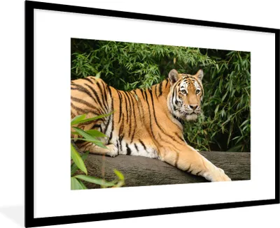 Produktbild von MuchoWow® MuchoWow® Gerahmtes Poster Tiger - Baum - Blätter 90x60 cm - Poster mit zchwarzem Bilderrahmen - Wanddekoration - Fotos