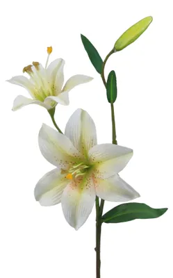 Produktbild von Kunstblume LILIE 60cm. Mit 2 Lilien Blüten und Knospe. CREME