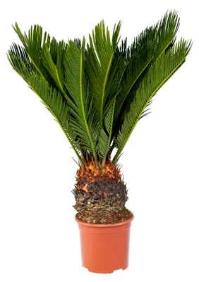 Produktbild von Japanischer Palmfarn - Cycas revoluta im 14 cm Topf