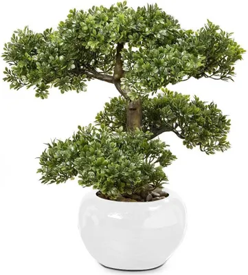 Zdjęcie produktu dla Drzewko Bonsai W Doniczce Liňõciaste