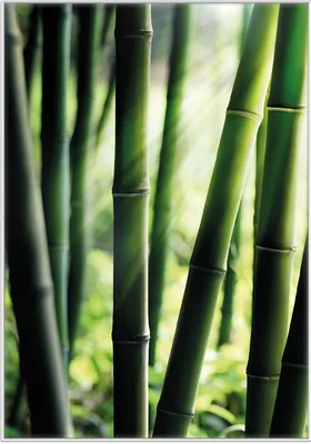 Produktbild von Wallario Wandbild Bambuswald und Sonnenstrahlen, Größe: 70,30 x 100,30 cm, Poster mit weißem Kunststoffrahmen