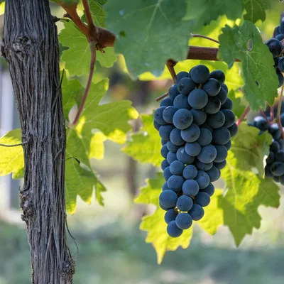 Produktbild von Weinrebe Vitis vinifera Boskoop Glory – Blaue Traube – 2 Pflanzen – Obstpflanze – 15cm – Höhe 50cm