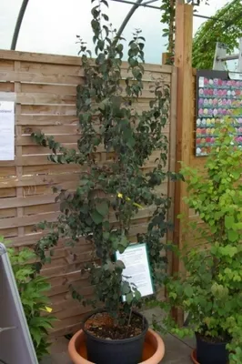 Produktbild von Cercidiphyllum japonicum Rotfuchs - Lebkuchenbaum - Katsurabaum - 80-100