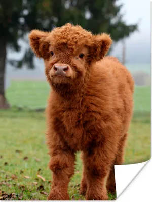 Produktbild von MuchoWow® Poster Scottish Highlander - Kalb - Gras 60x80 cm - Schlafzimmer Dekoration