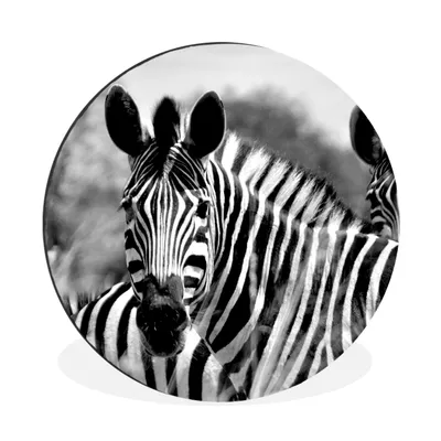 Produktbild von MuchoWow® Aluminium Wandkreis Zebra - Schwarz - Weiß - Tiere Ø 60 cm Wanddeko Modern Wohnzimmer - Wand Kreis - Wandbild - Schlafzimmer - Aluminium Bild - Kinderzimmer - Wohnzimmer Dekoration - Wandschmuck