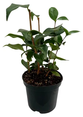 Produktbild von Camelia japonica Tricolour - Blüte in Rosa, Weiß und Rot - 1 Pflanze - Immergrün - Topf 15cm Höhe 30cm