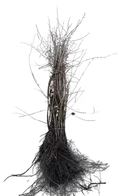 Image de 10 plants de Prunus spinosa (roncier noir), hauteur de 60 à 90 cm, vendues à racines nues